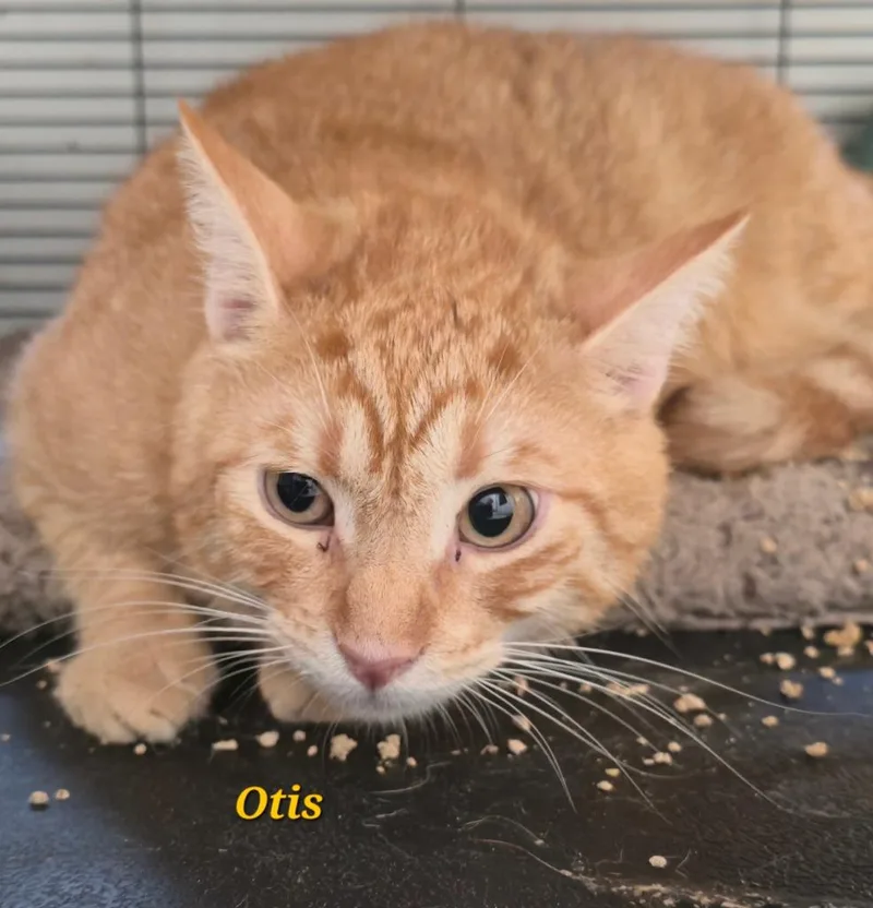 Otis thumbnail 2