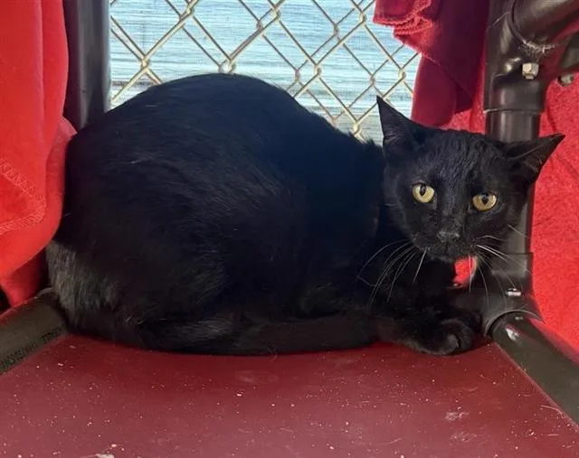 A young medium-sized female Domestic Short Hair cat named 3-13 for adoption in San Antonio, TX