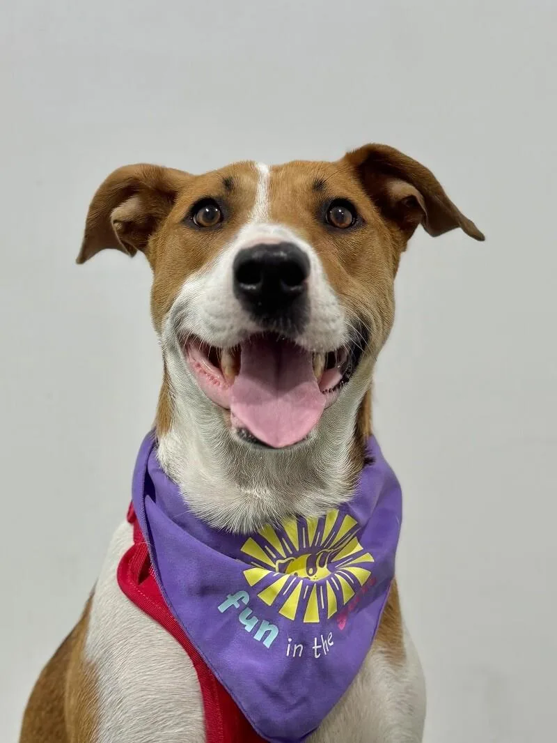 A young large-sized female Brown / Chocolate Foxhound dog named Melissa for adoption in Carlsbad, CA