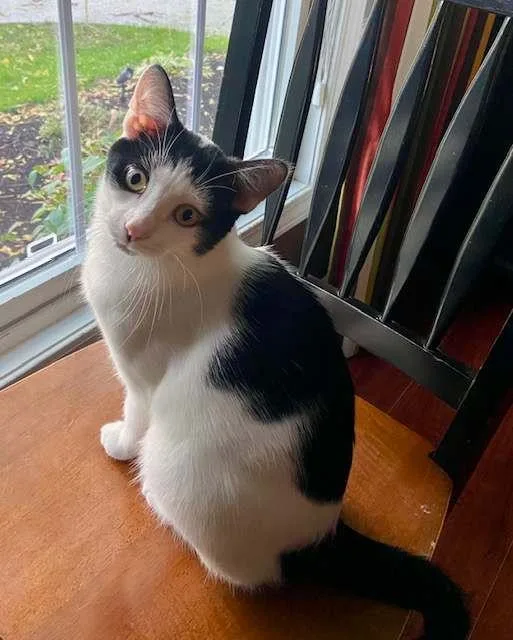 A baby medium-sized male Black & White / Tuxedo Tuxedo cat named Simon for adoption in Cleveland, OH