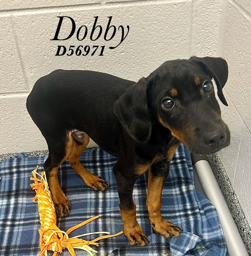 A baby medium-sized male Doberman Pinscher dog named Dobby for adoption in Clarksville, TN