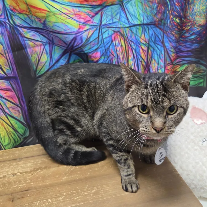 An adult medium-sized female Brown / Chocolate Domestic Short Hair cat named Penny Lane for adoption in Normal, IL