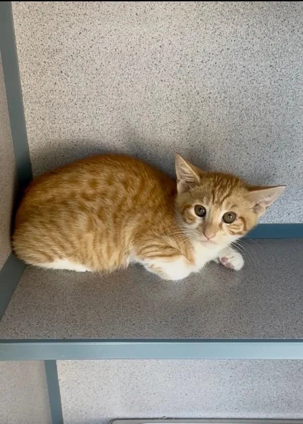 A baby small-sized male Domestic Short Hair cat named Kaipo for adoption in Skillman, NJ