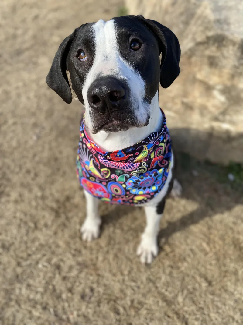 Shakes Hodge Podge  thumbnail 3