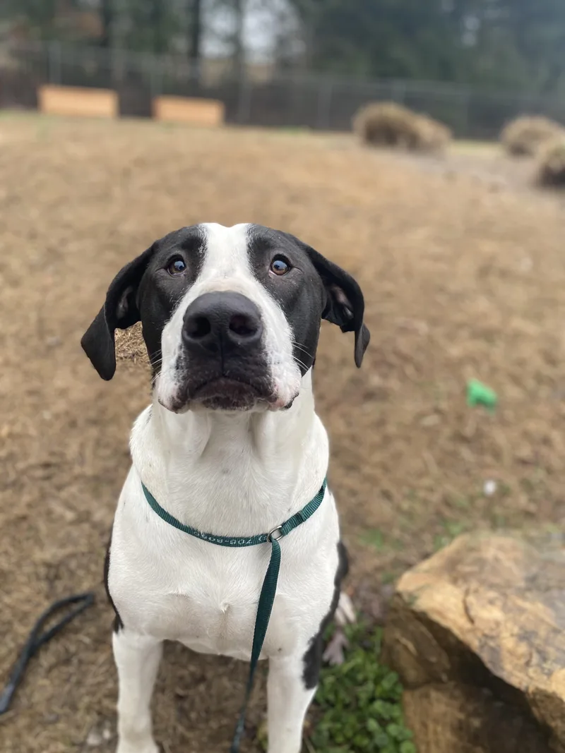 Shakes Hodge Podge  thumbnail 4