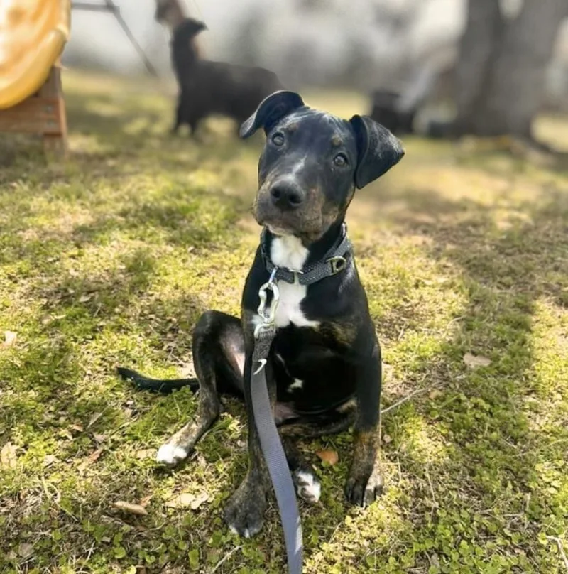 A young medium-sized male Doberman Pinscher dog named Slick for adoption in Saugus, MA