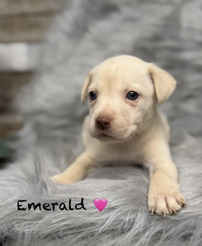 Emerald