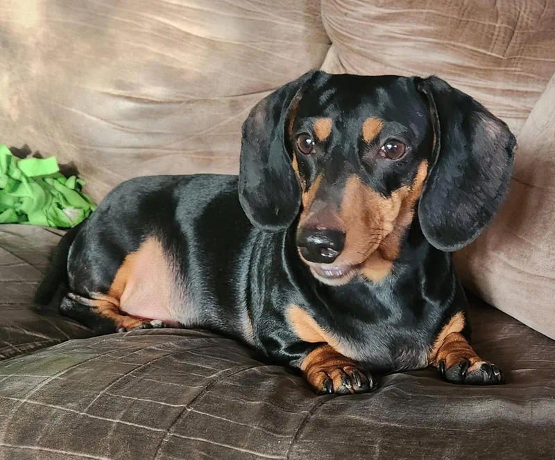 An adult small-sized male Dachshund dog named Benjamin for adoption in Tucson, AZ