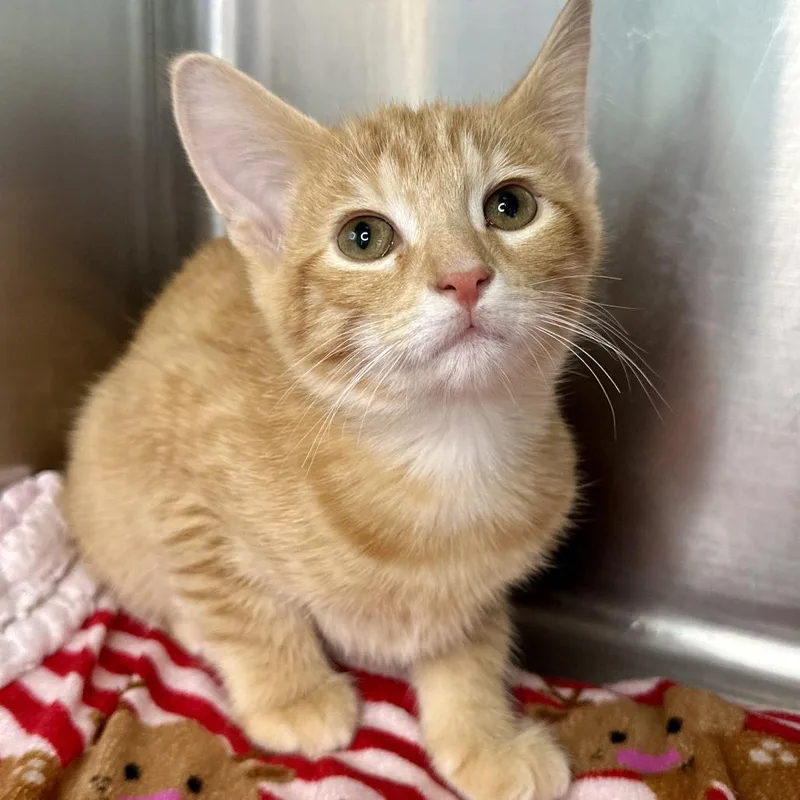 A baby small-sized male Orange / Red Domestic Short Hair cat named RowRow for adoption in Matteson, IL