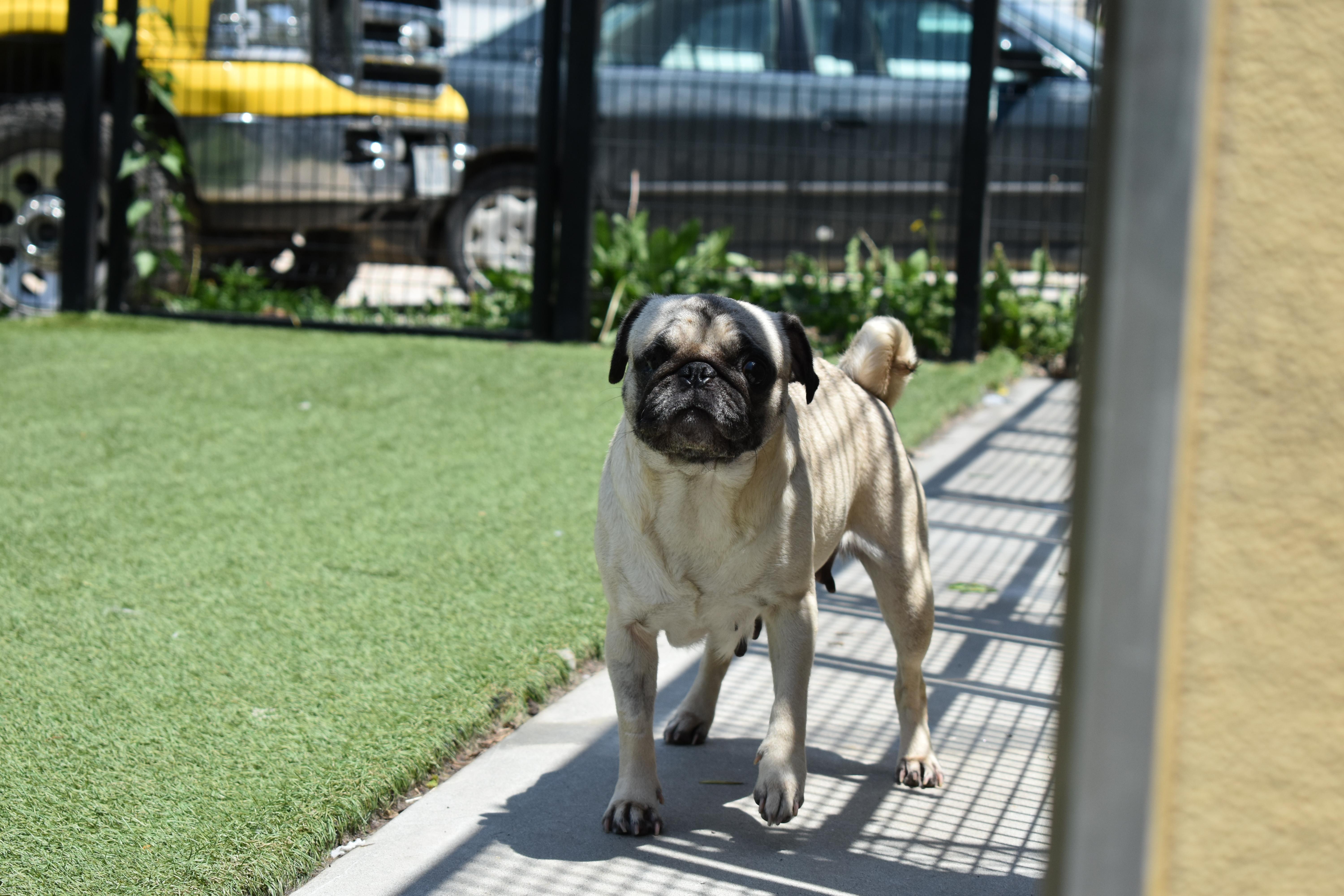 An adult small-sized female Pug dog named Boopadoop for adoption in Auburn, NE