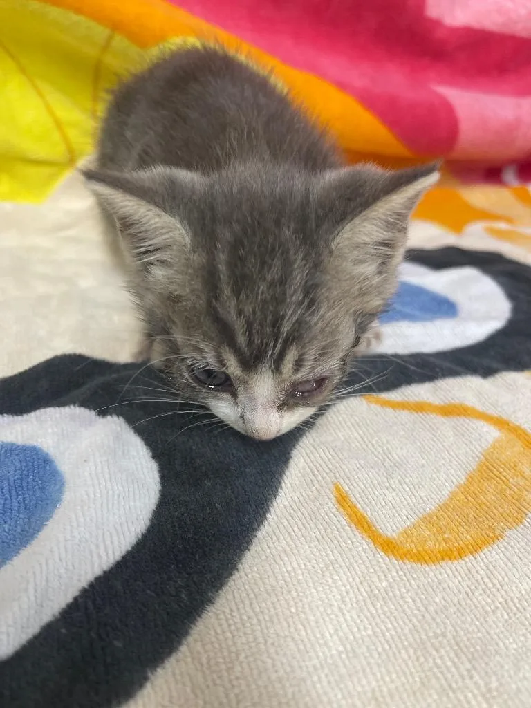 A baby small-sized female Domestic Short Hair cat named Bunny for adoption in Cartersville , GA