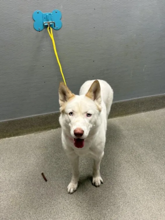 A young large-sized female Siberian Husky dog named Tala for adoption in Las Vegas, NV