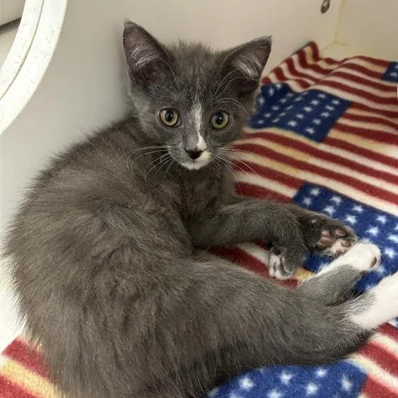 A baby small-sized male Gray / Blue / Silver Domestic Short Hair cat named Levi for adoption in Hawthorne, CA