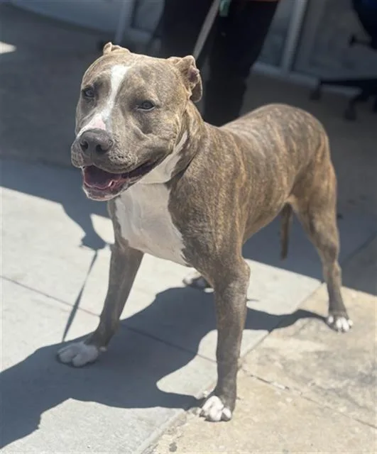 A young large-sized male Mixed Breed dog named Lucky for adoption in Dallas, TX