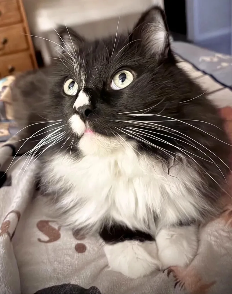 An adult medium-sized male Domestic Short Hair cat named Spatz McGee for adoption in Salt Lake City, UT