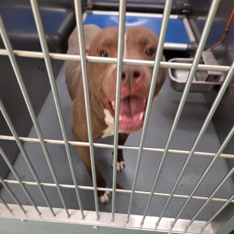 An adult medium-sized male Brown / Chocolate Mixed Breed dog named B for adoption in Bartlett, TN