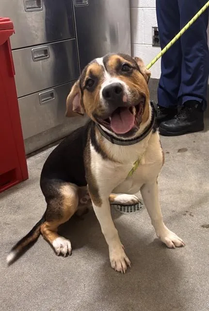 A young large-sized male Beagle dog named Presley for adoption in Upper Marlboro, MD