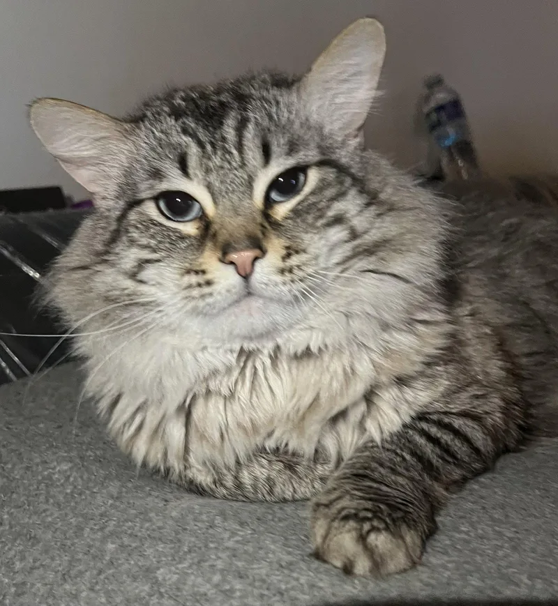 Milo