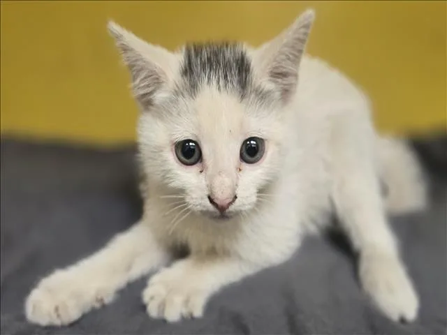 A baby small-sized male Domestic Short Hair cat named Hermanator for adoption in Los Angeles, CA