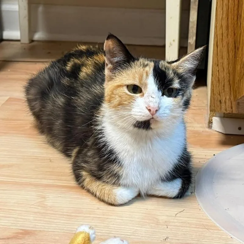 A young small-sized female Calico Domestic Short Hair cat named Sweetie for adoption in Winchester, VA