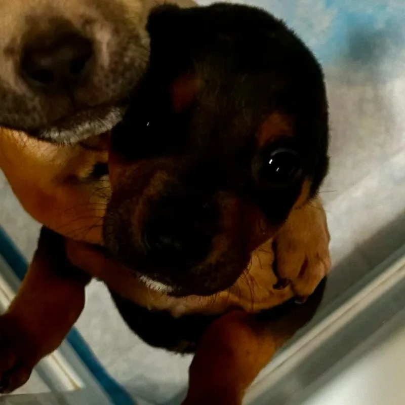 A baby small-sized male Black Miniature Pinscher dog named Blue for adoption in Valdosta , GA