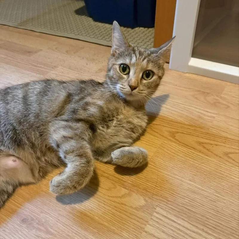 An adult medium-sized female Domestic Short Hair cat named Matilda for adoption in Candler, NC