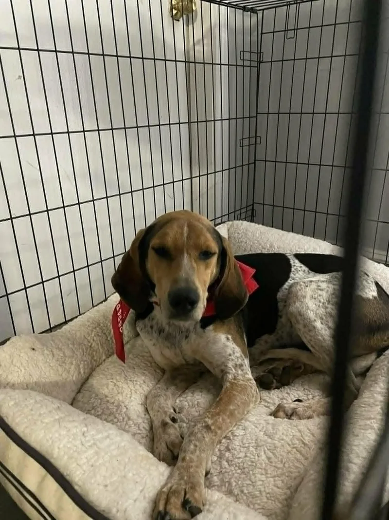 An adult large-sized male Tricolor (Brown, Black, & White) Treeing Walker Coonhound dog named Harley for adoption in Anderson, SC