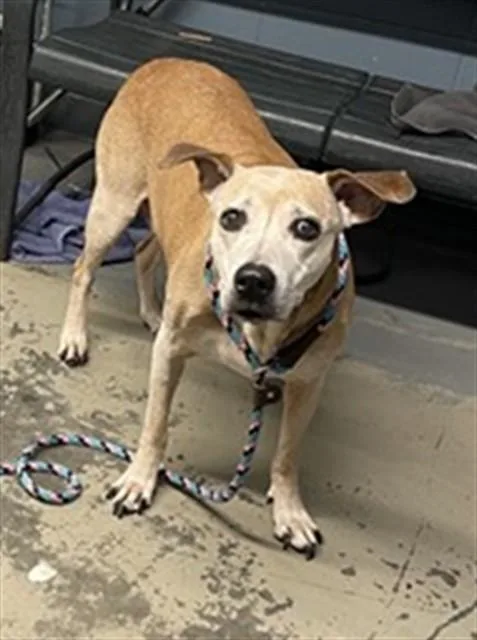 A senior large-sized female Black Mouth Cur dog named Lady for adoption in Tallahassee, FL