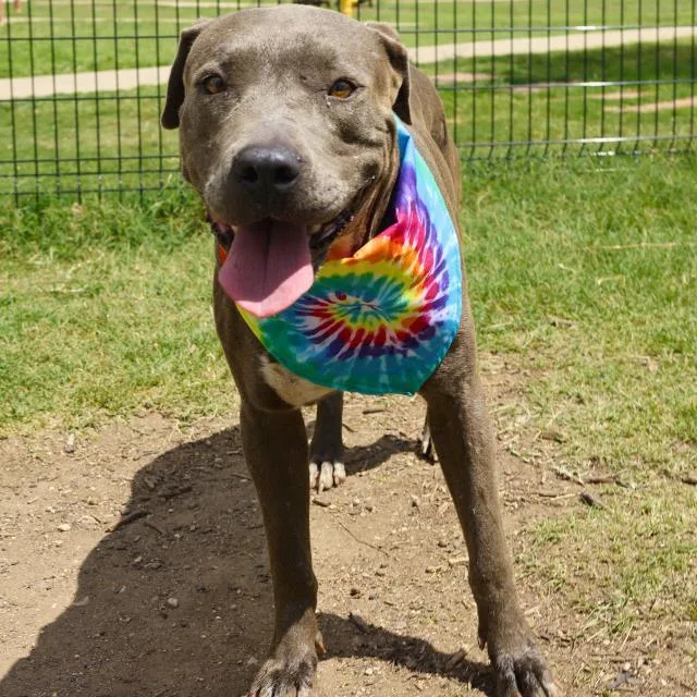 An adult medium-sized female American Staffordshire Terrier dog named Lexie for adoption in San Antonio, TX