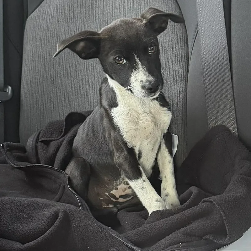 A young small-sized male Black Terrier dog named Pixel for adoption in Fort Lauderdale, FL