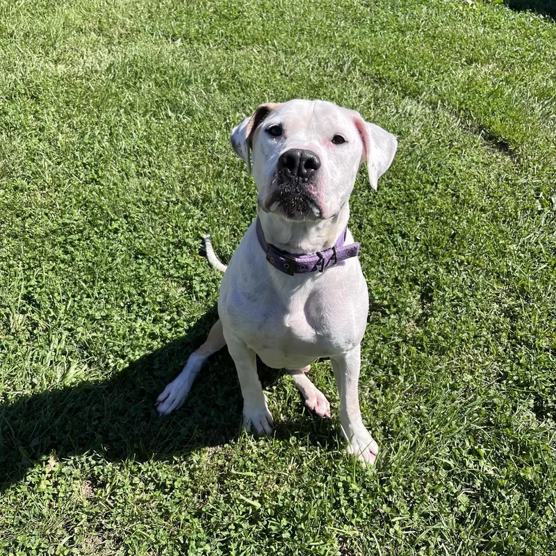 An adult large-sized male Terrier dog named Newman for adoption in West Jefferson, OH