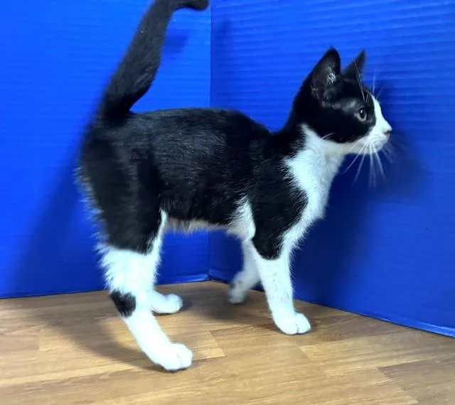 A baby medium-sized male Black & White / Tuxedo Domestic Short Hair cat named Umsl for adoption in Hawk Point, MO