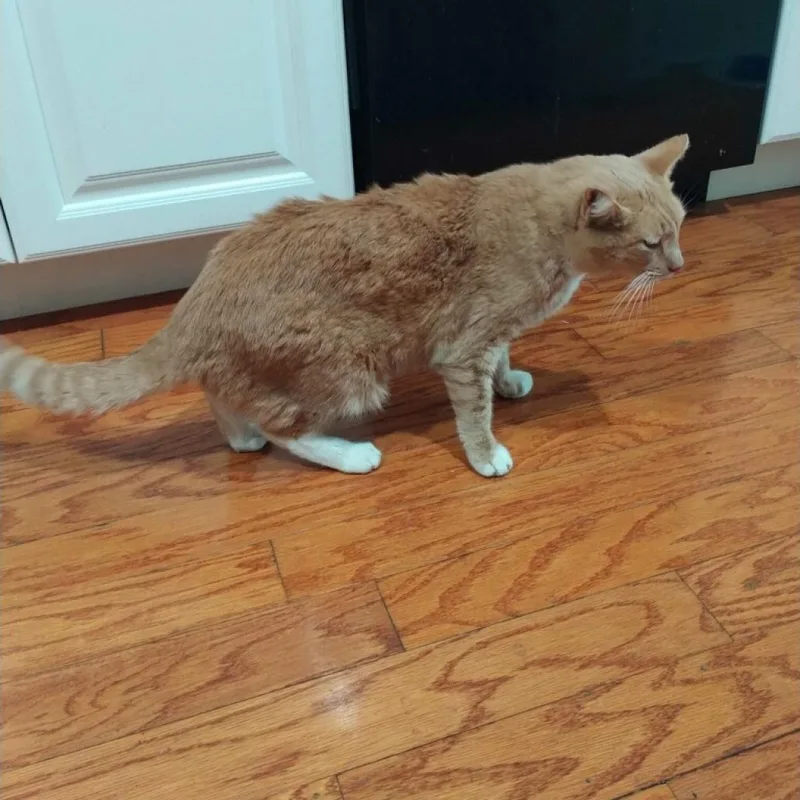 A senior medium-sized male Orange / Red Domestic Short Hair cat named Dusty for adoption in Los Angeles, CA