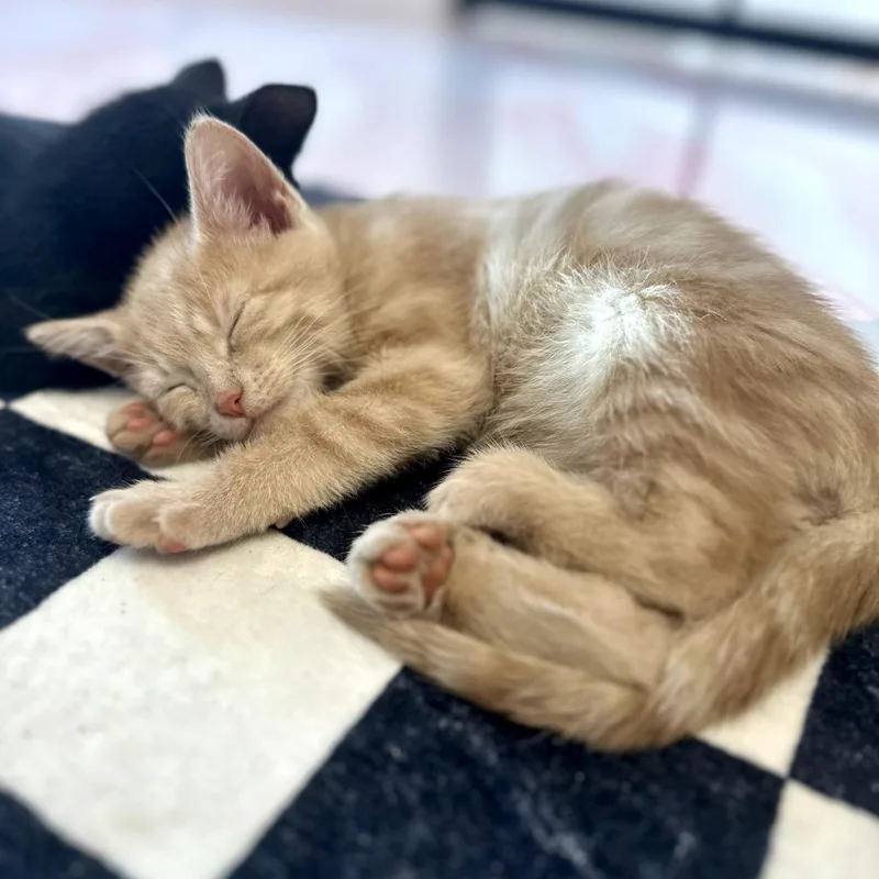 A baby small-sized male Buff / Tan / Fawn Domestic Short Hair cat named Apple Jacks for adoption in Forest Park, IL