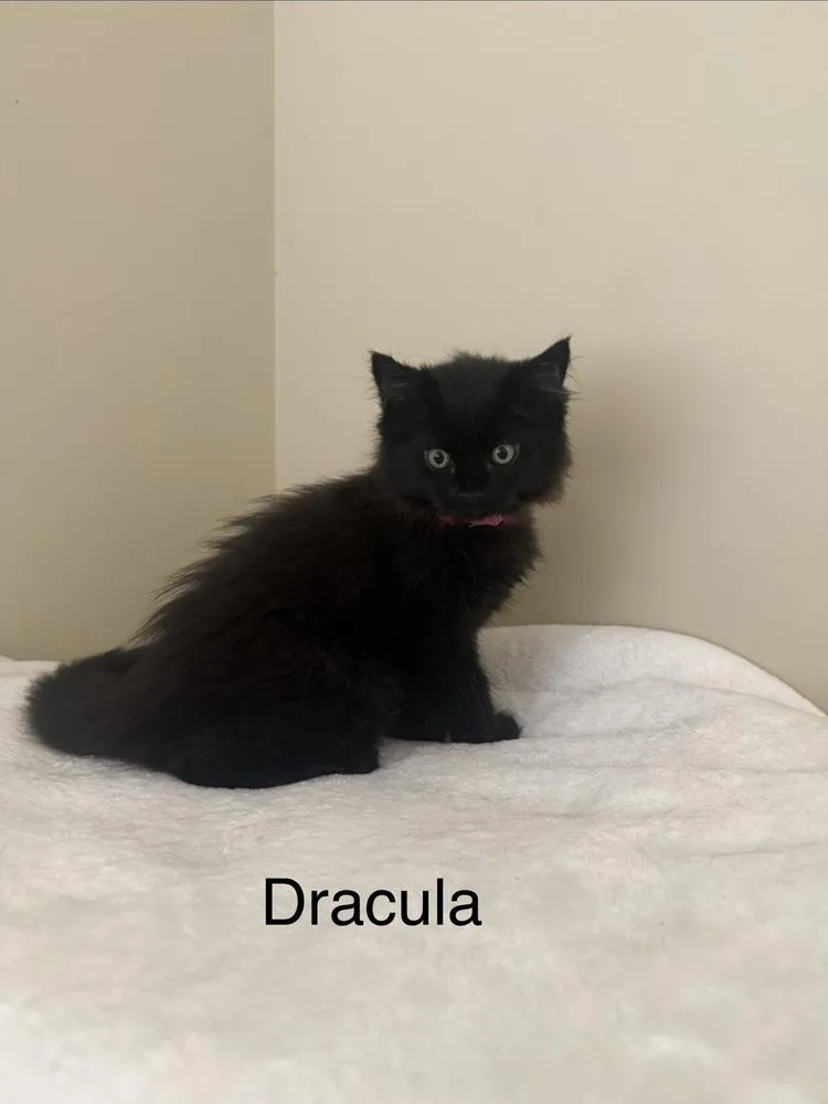 A baby medium-sized male Black Domestic Medium Hair cat named Dracula for adoption in Ferndale, MI