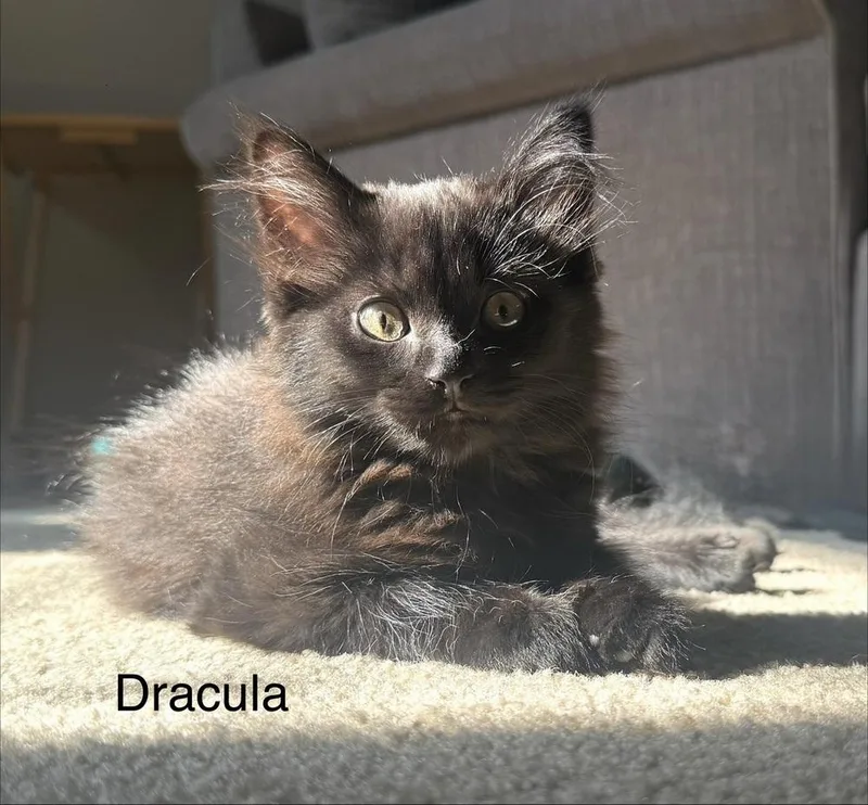 Dracula thumbnail 2