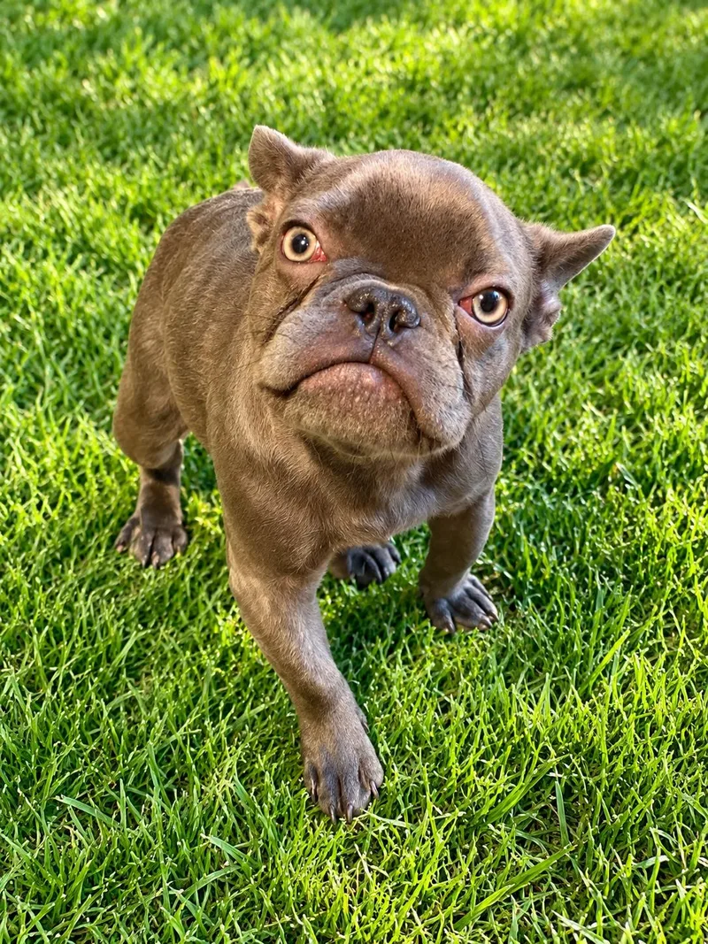 A baby small-sized male French Bulldog dog named Baby Bug for adoption in Georgetown , CA