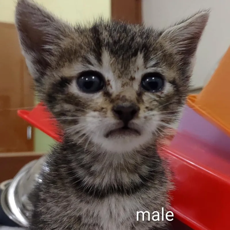 A baby small-sized male Brown / Chocolate Domestic Short Hair cat named Wolfie for adoption in Upland, CA