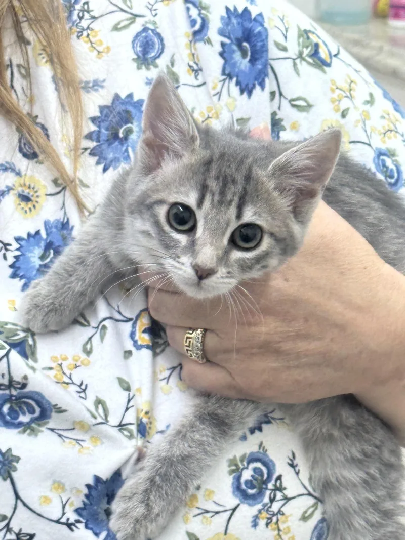 A young medium-sized female Tabby (Gray / Blue / Silver) Domestic Short Hair cat named Paula for adoption in Sonora, CA