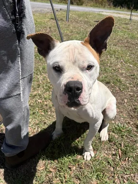 An adult medium-sized male American Staffordshire Terrier dog named Champ for adoption in Chester, SC