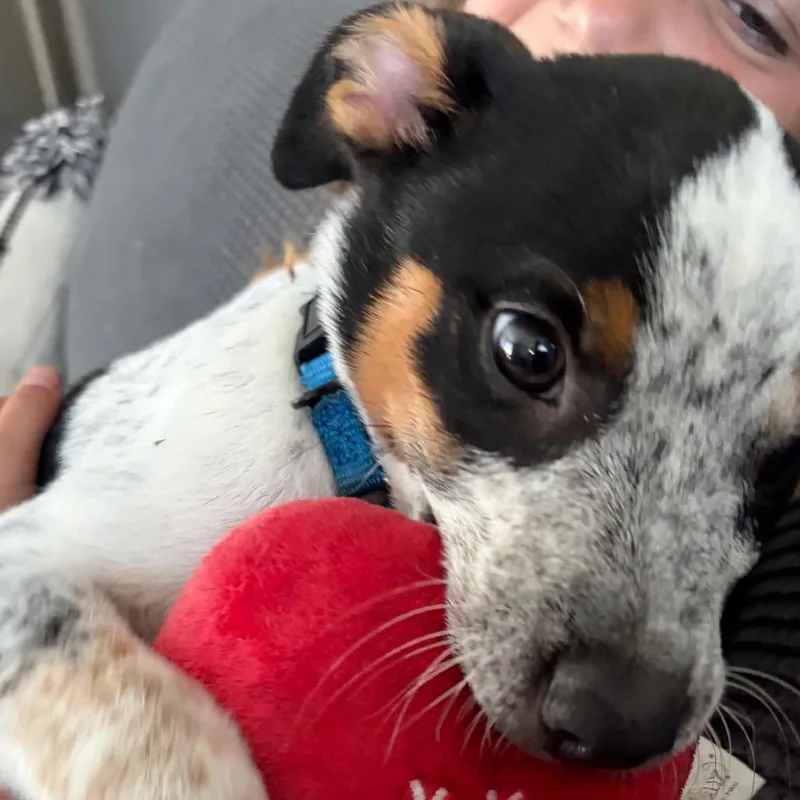 A baby small-sized female Cattle Dog dog named Molly for adoption in San Diego, CA