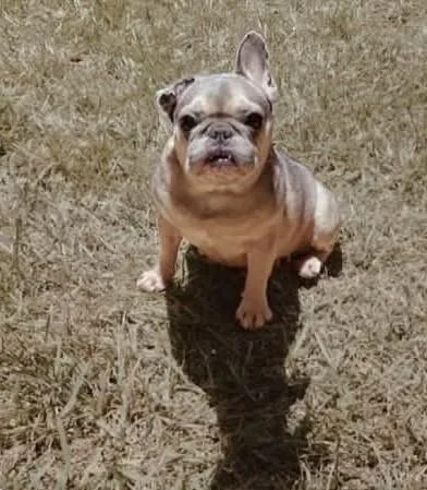 An adult small-sized female French Bulldog dog named Magdalena for adoption in Windsor, CO