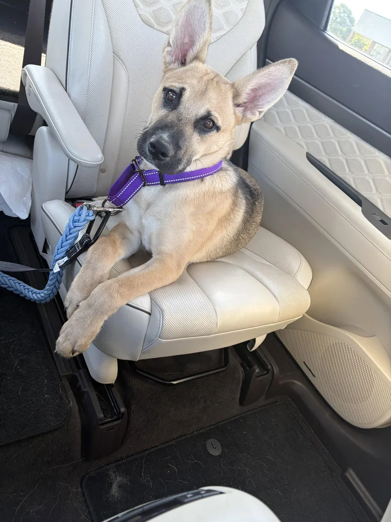 A young medium-sized male German Shepherd Dog dog named Scout for adoption in Fenton, MO
