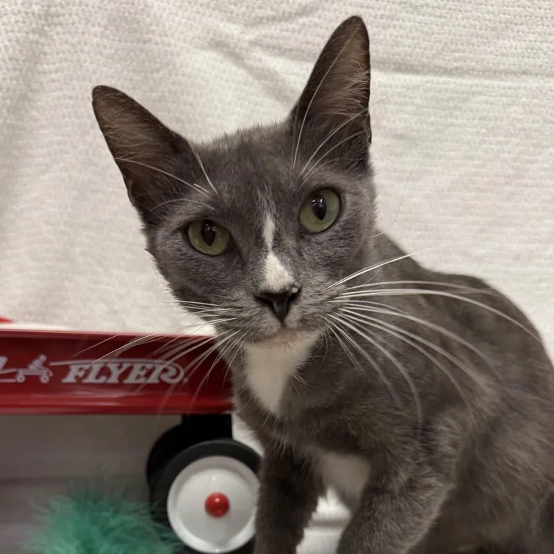 A young medium-sized female Gray & White Tuxedo cat named Suzy Q snackcaketrio for adoption in Houston, TX