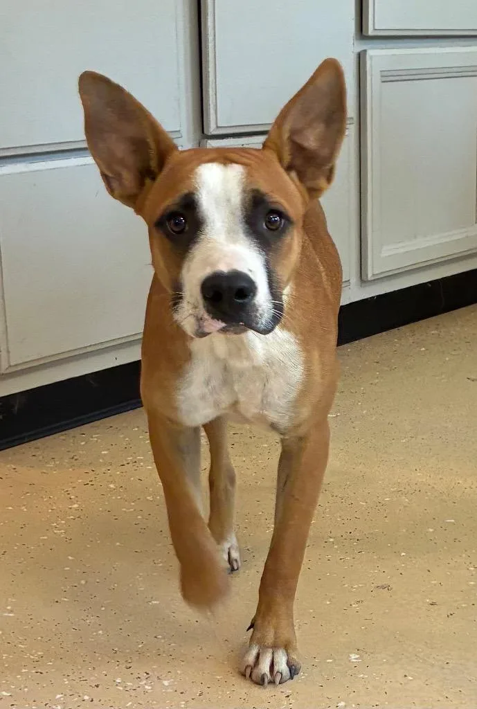 A baby medium-sized female Terrier dog named Bridget for adoption in Seven Points, TX