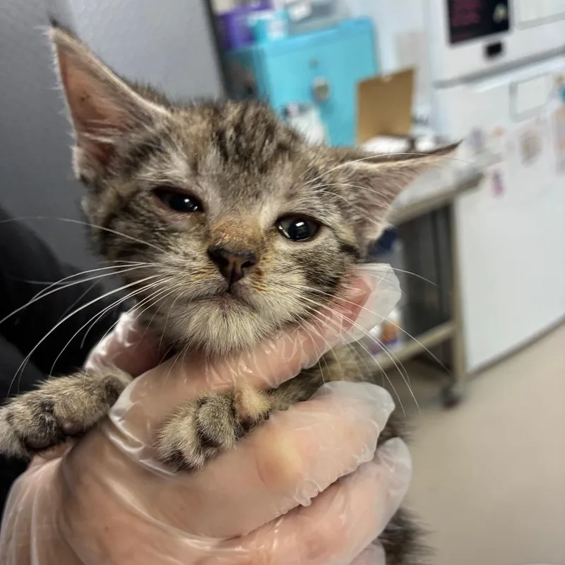 A baby small-sized female Brown / Chocolate Domestic Short Hair cat named Emmy for adoption in Newark, NJ