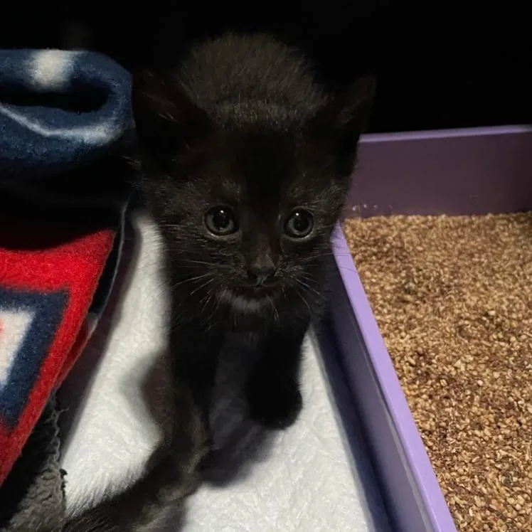 A baby small-sized female Black Domestic Short Hair cat named Moonee for adoption in Westminster, CA