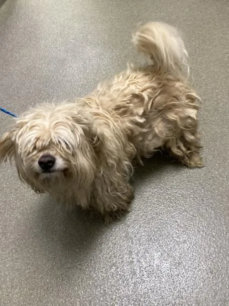 An adult small-sized male Poodle dog named Jeff for adoption in Las Vegas, NV