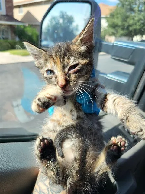 A baby small-sized female Domestic Short Hair cat named Sunflower for adoption in San Antonio, TX