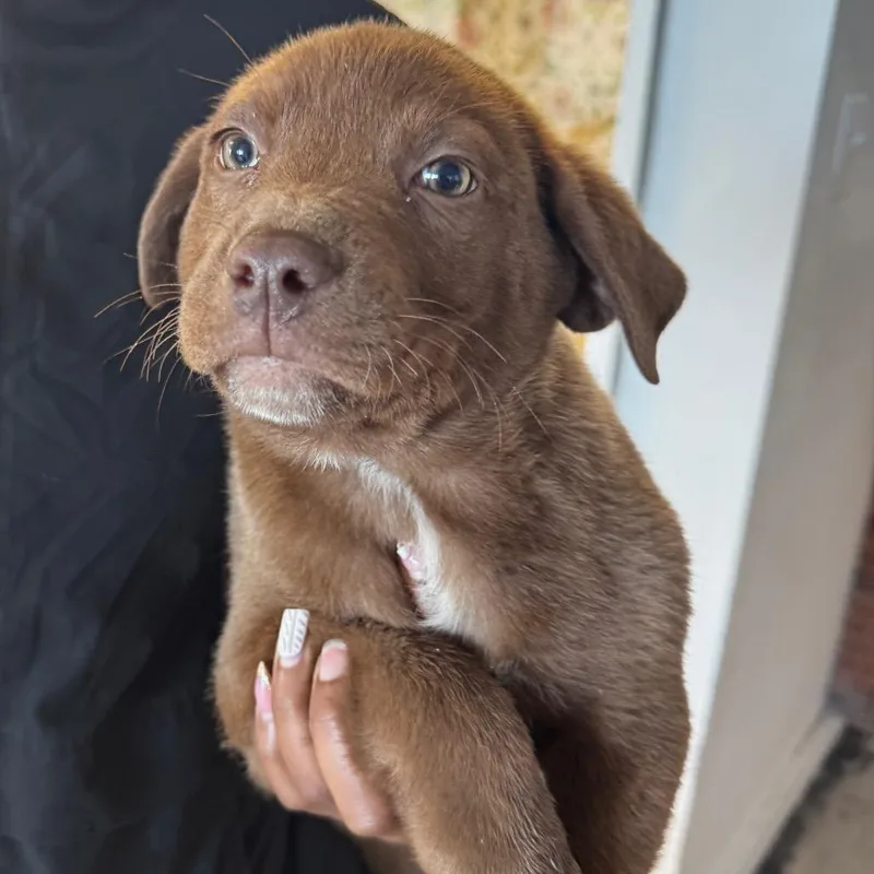 A baby small-sized male Brown / Chocolate Labrador Retriever dog named Patrick Broomfield for adoption in Clarksdale, MS